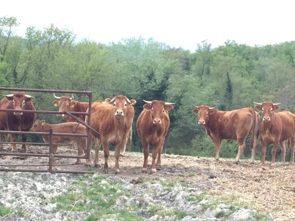 Farm stay Agriturismo San Leone Villa Volterra Italy